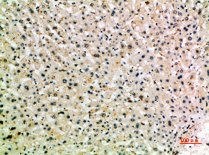 a02349 1 msr1 primary antibodyes ihc testing 1