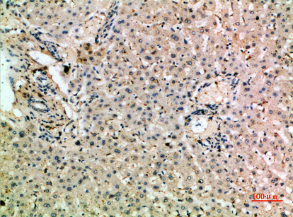 a02349 1 msr1 primary antibodyes ihc testing 2