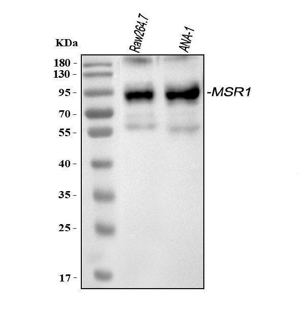a02349 2 msr1 primary antibodies wb testing 1_1