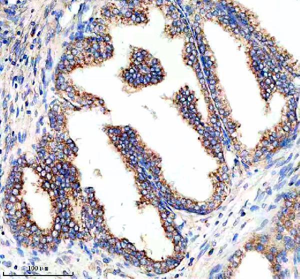 a02350 1 hpn primary antibodies ihc testing 3