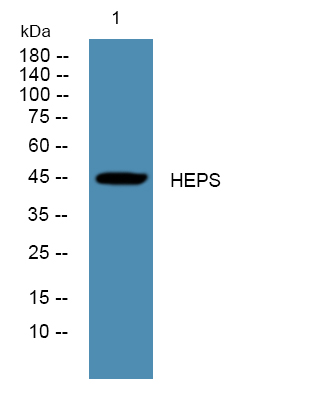 a02350 hpn primary antibodies wb testing 1
