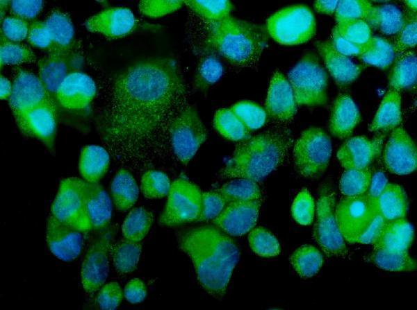 a02354 1 map3k2 primary antibodies if testing 2