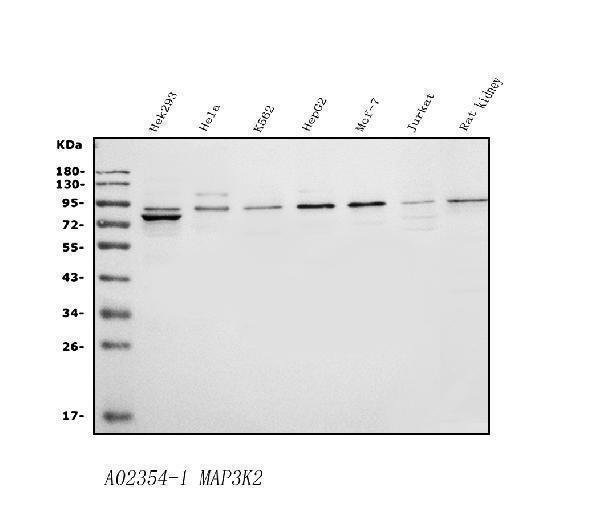 a02354 1 map3k2 primary antibodies wb testing 1