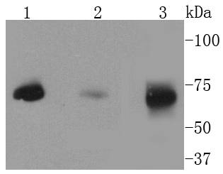 a02354 map3k2 primary antiboties wb testing 1