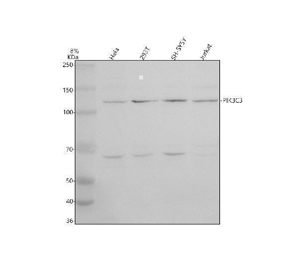 Western blot analysis of VPS34/PIK3C3 using anti-VPS34/PIK3C3 antibody (A02356-3)