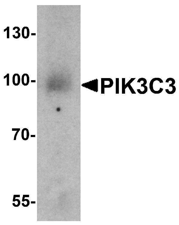 Western blot analysis of PIK3C3 in mouse small intestine tissue lysate with PIK3C3 antibody at 1 μg/ml