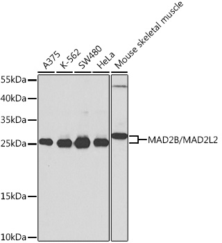 a02357 1 mad2l2 primary antiboties wb testing 1
