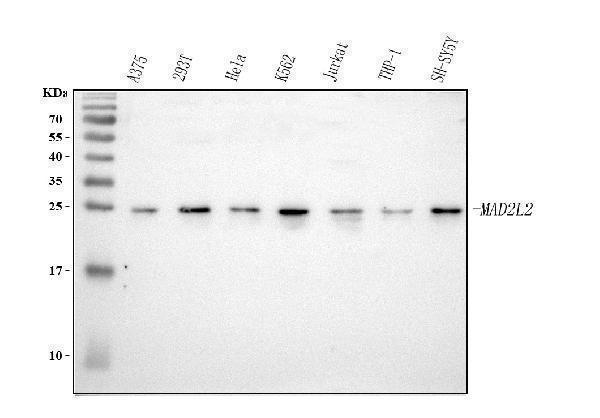 a02357 4 mad2l2 primary antibodies wb testing 1
