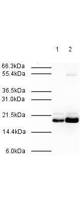 a02357 mad2l2 primary antibodies wb testing 2_1
