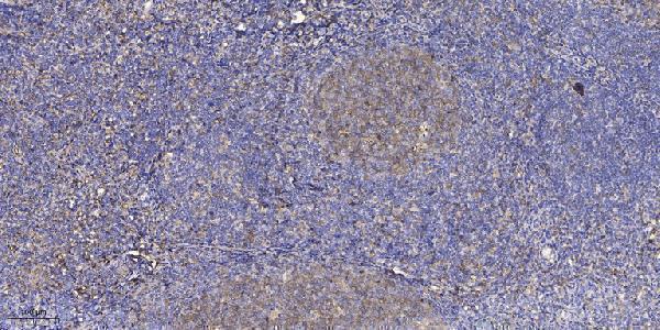 Immunohistochemical analysis of paraffin-embedded human tonsil