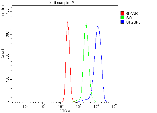  Flow Cytometry analysis of U937 cells using anti-IMP3/IGF2BP3 antibody (A02362-1)