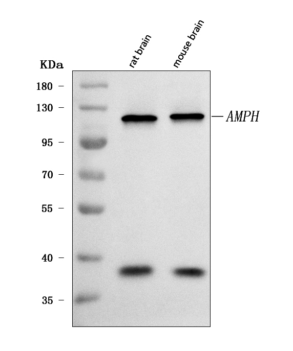  Western blot analysis of Amphiphysin/AMPH using anti-Amphiphysin/AMPH antibody (A02364-1)