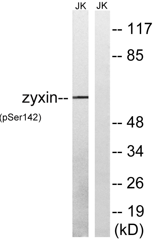 a02365s142 zyx primary antibodies wb testing 1