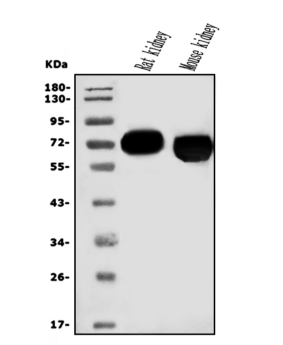 a02367 1 slc1a1 primary antibodies wb testing 1