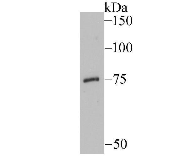 a02367 slc1a1 primary antiboties wb testing 1