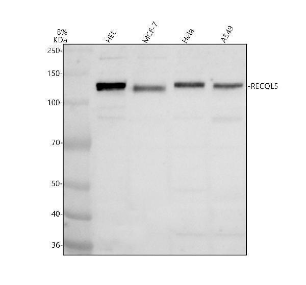 a02371 1 recql5 primary antibodies wb testing 1