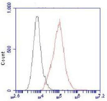 Flow cytometric analysis of HeLa cells stained with ATP-citrate synthase Monoclonal Antibody (red), followed by FITC-conjugated goat anti-mouse IgG