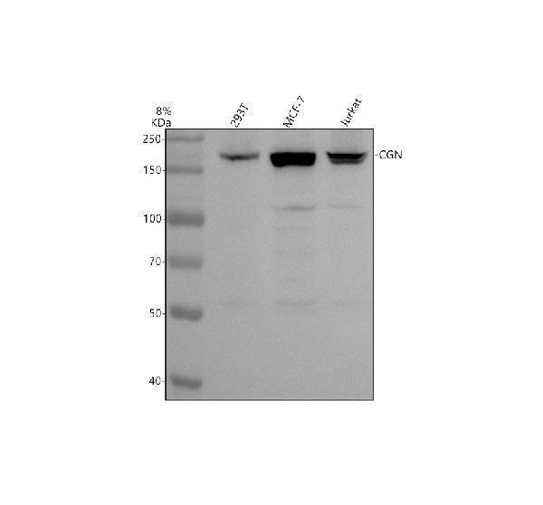 Western blot analysis of Cingulin/CGN using anti-Cingulin/CGN antibody (A02373-1)