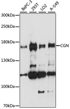 Western blot analysis of extracts of various cell lines, using CGN antibody  at 1:1000 dilution