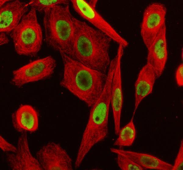 a02374 1 terf2ip primary antibodies if testing 1