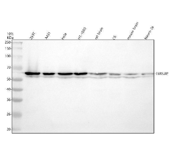 Western blot analysis of TERF2IP using anti-TERF2IP antibody (A02374-1)