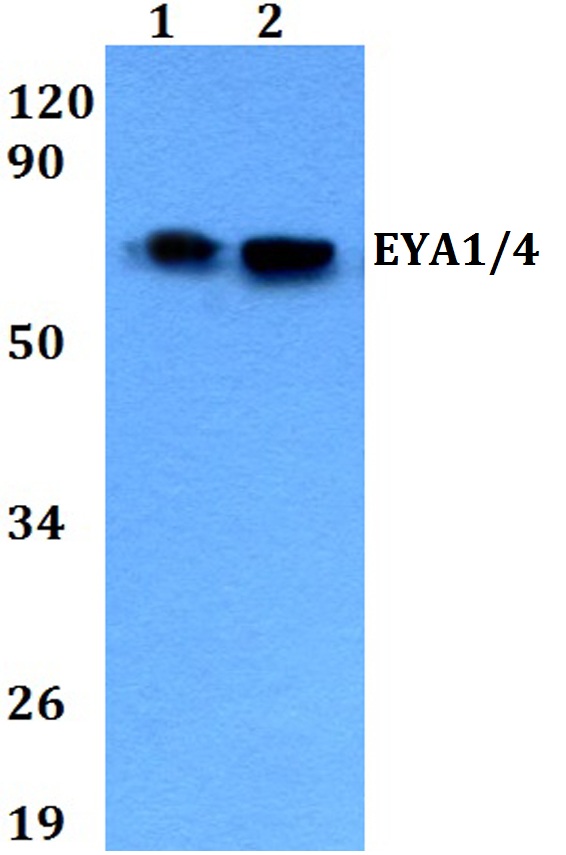 Western blot (WB) analysis of EYA1/4 polyclonal antibody at 1:500 dilution
Lane1:A549 whole cell lysate
Lane2:H9C2 whole cell lysate 
