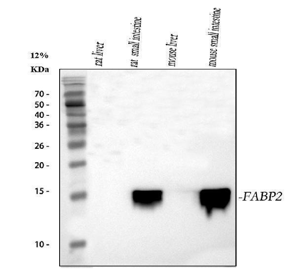 a02378 fabp2 primary antibodies wb testing 1