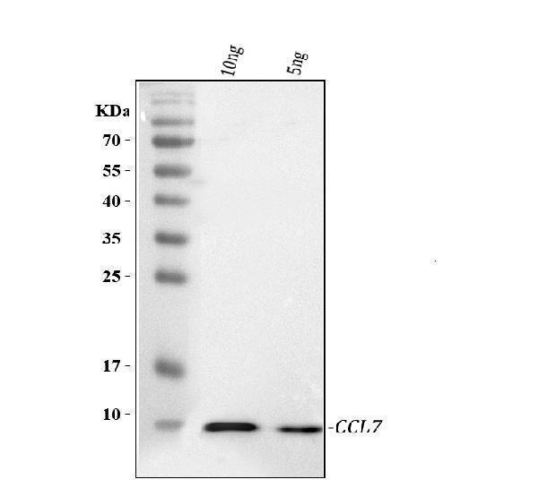  Western blot analysis of Ccl7 using anti-Ccl7 antibody (A02379-1)