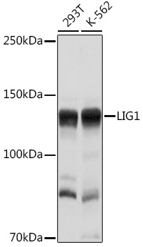 Western blot analysis of extracts of various cell lines, using LIG1 Rabbit pAb  at 1:1000 dilution