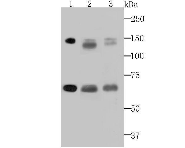 Western blot analysis of DNA Ligase I on different cell lysates using anti-DNA Ligase I antibody at 1/500 dilution