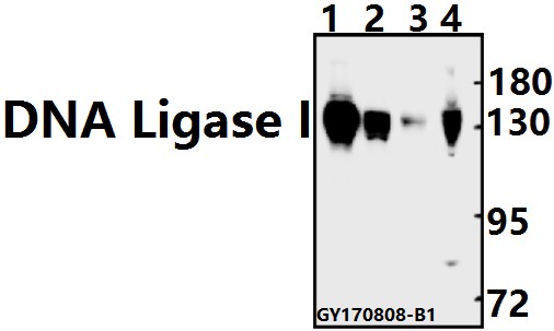 Western blot (WB) analysis of DNA Ligase I (E139) pAb at 1:500 dilution
Lane1:K562 whole cell lysate(40ug)
Lane2:L02 whole cell lysate(40ug)
Lane3:Jurkat whole cell lysate(40ug)
Lane4:A549 whole cell lysate(10ug)
