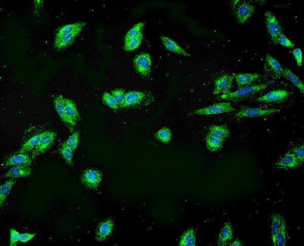 a02381 appl1 primary antibodies if testing 5