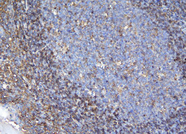 a02381 appl1 primary antibodies ihc testing 2