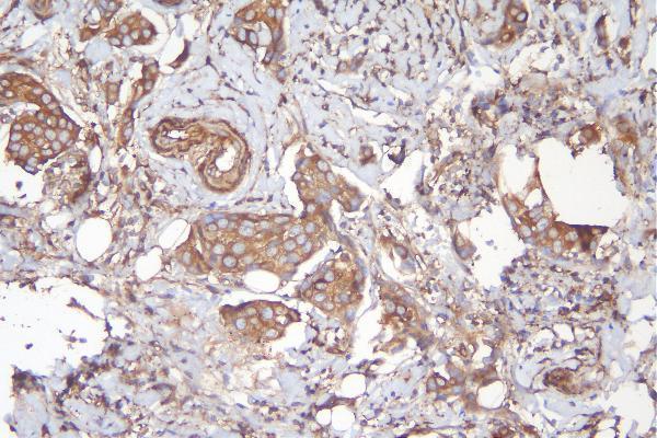 a02381 appl1 primary antibodies ihc testing 3