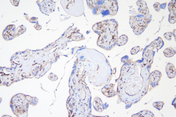 a02381 appl1 primary antibodies ihc testing 4