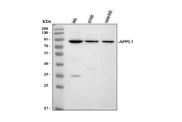 a02381 appl1 primary antibodies wb testing 1