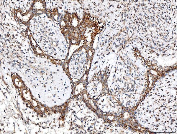 a02383 2 acadm primary antibodies ihc testing 3