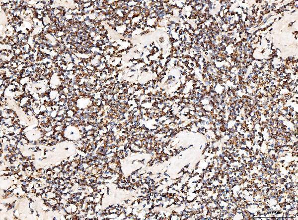 a02383 2 acadm primary antibodies ihc testing 4
