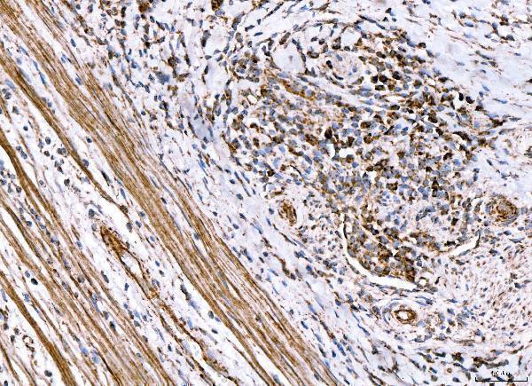 a02383 2 acadm primary antibodies ihc testing 7