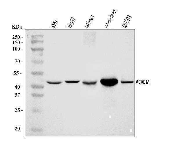 a02383 2 acadm primary antibodies wb testing 1