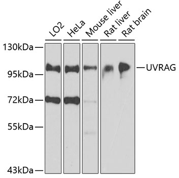 a02385 2 uvrag primary antiboties wb testing 4