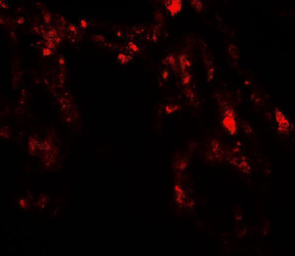 a02385 uvrag primary antibodies if testing 3