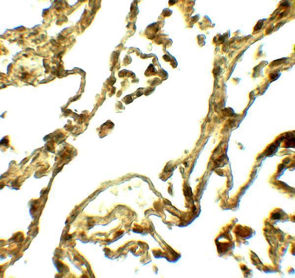 a02385 uvrag primary antibodies ihc testing 2