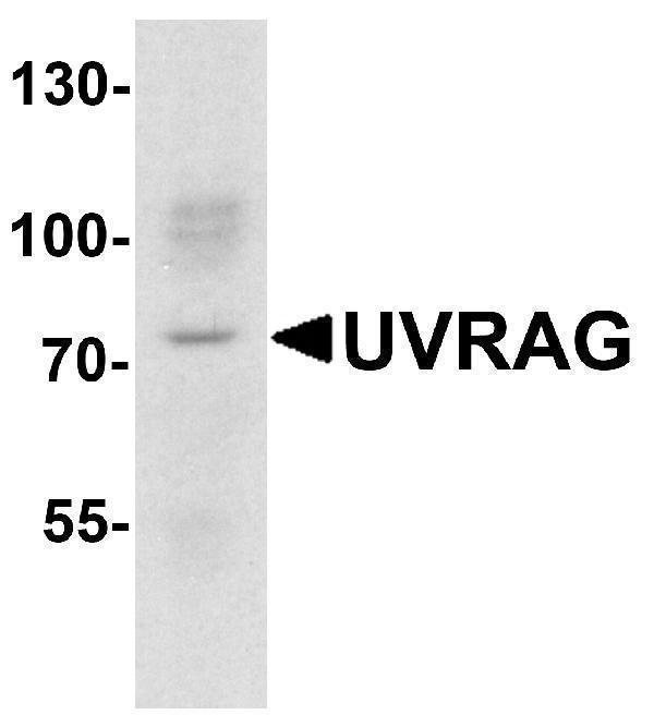 a02385 uvrag primary antibodies wb testing 1