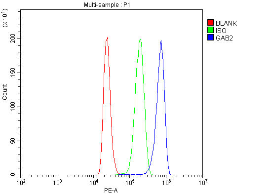  Flow Cytometry analysis of HL-60 cells using anti-GAB2 antibody (A02386-3)