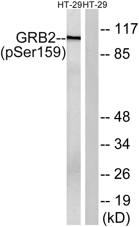 a02386s159 gab2 primary antibodies wb testing 2