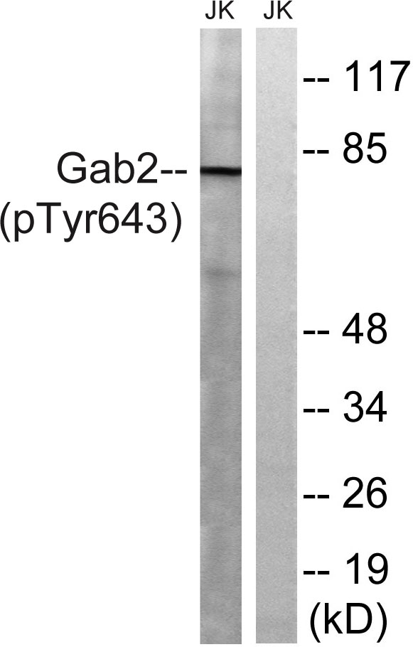 a02386y643 gab2 primary antibodies wb testing 2