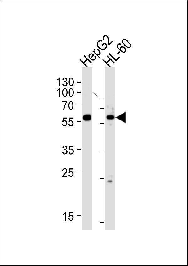 a02387 1 anti fancc antibody c term wb testing 2