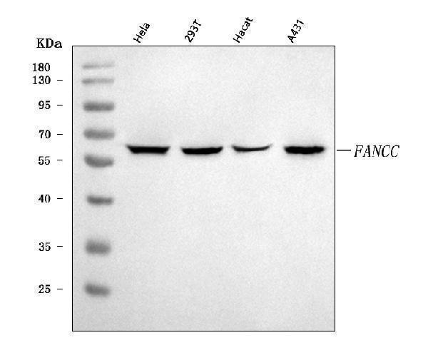 a02387 2 fancc primary antibodies wb testing 1