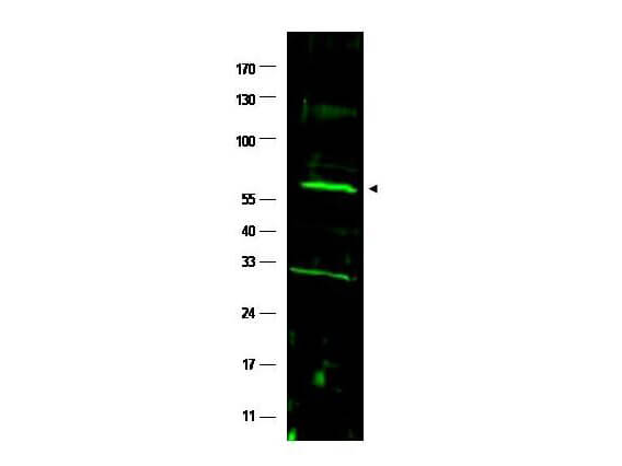 a02387 fancc primary antibodies wb testing 1_1